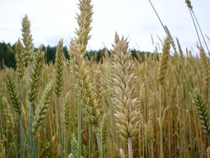 Kvieši (attēls no http://www.public-domain-photos.com/free-stock-photos-3-big/landscapes/fields/wheat.jpg)